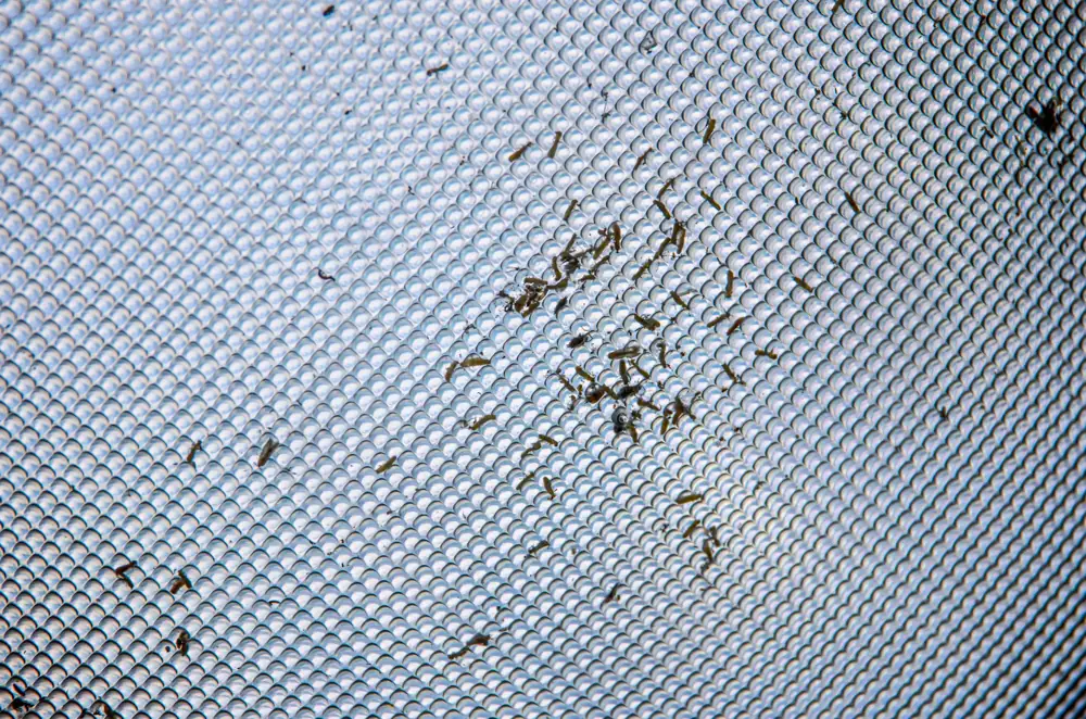 window screen replacement cost